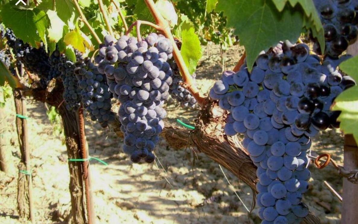 Cordella In Montalcino Wine Resort Eksteriør bilde
